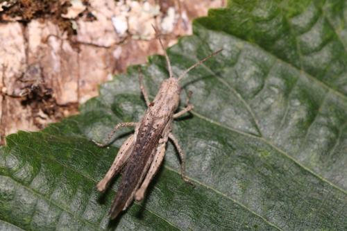 Chorthippus brunneus brunneus